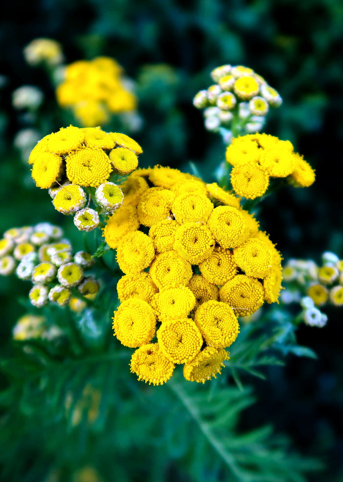 Miracle Plant Blue Tansy
