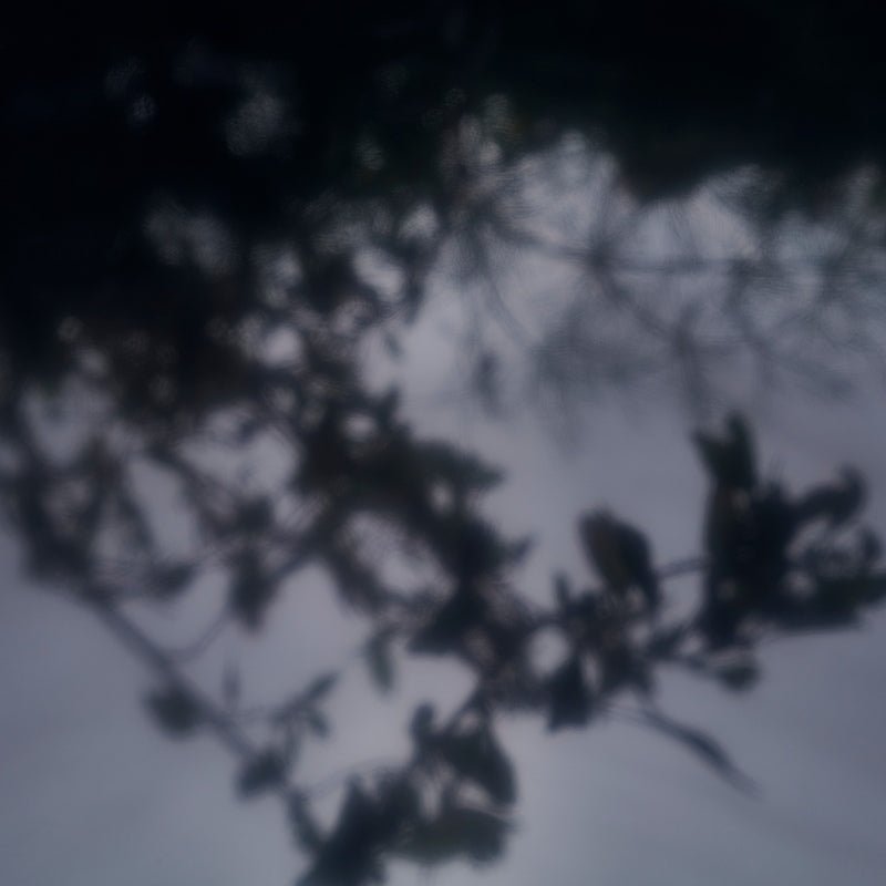 Black Anis Perfume - dusky night
