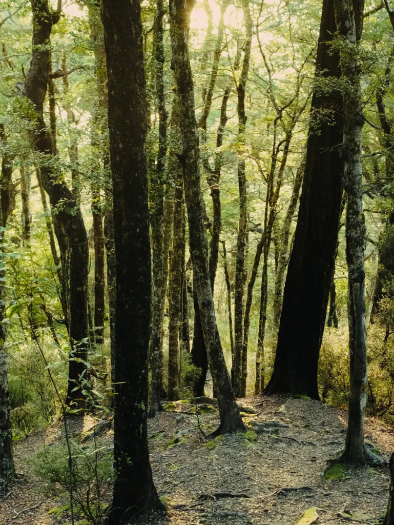 Green Cedar Eau de Parfum - Blanda Beauty