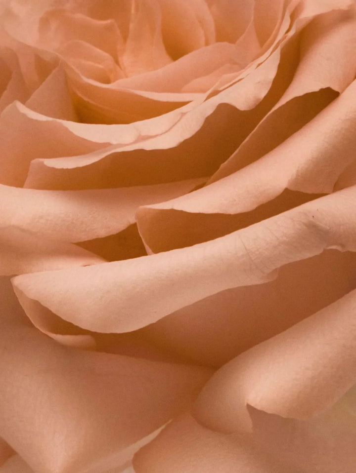 Nurture Eau de Parfum - Blanda Beauty