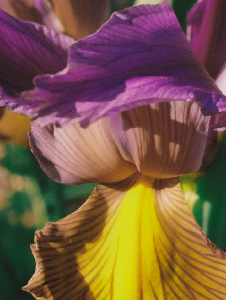 Pink Iris Eau de Parfum - Blanda Beauty