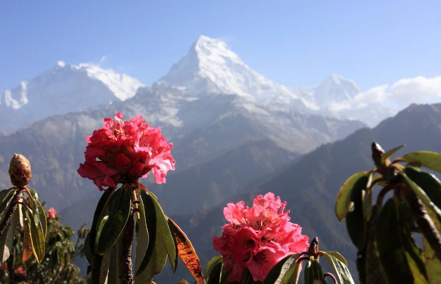 Blue Chamomile Essential Oil | Sustainably Cultivated Nepal