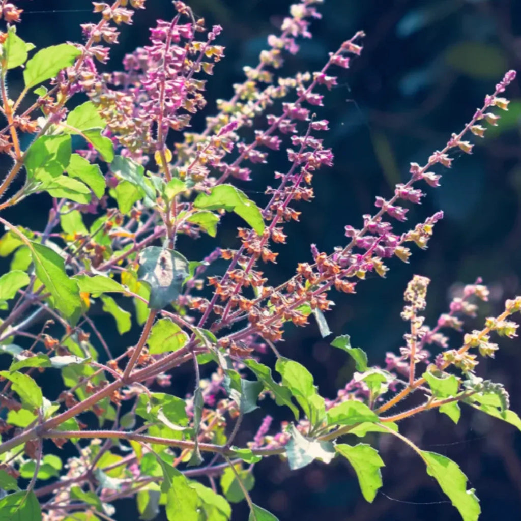 Tulsi Holy Basil