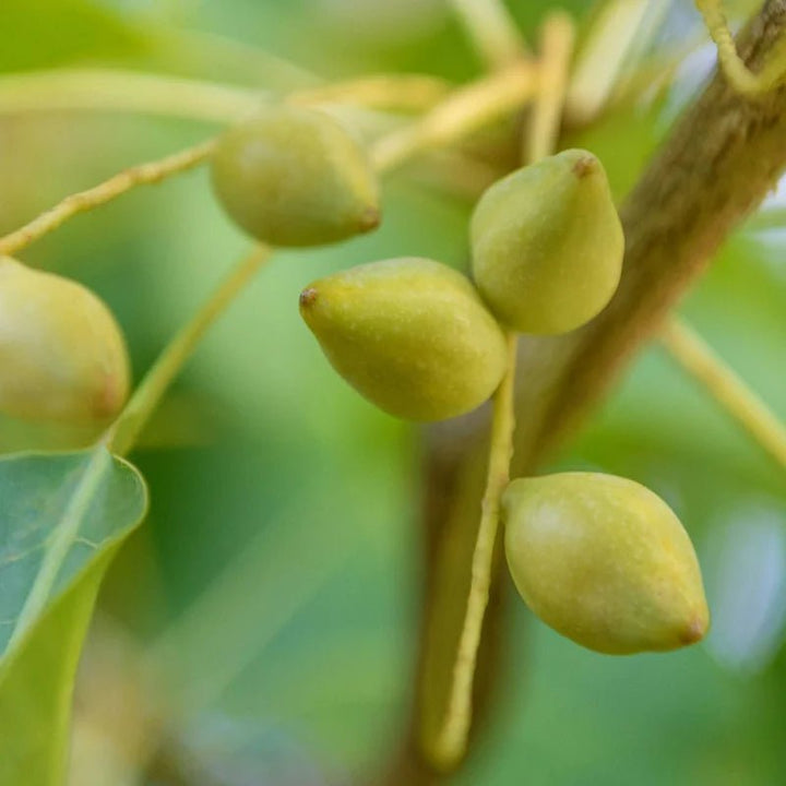 Antipodes Aura Gold Manuka Honey Radiance Mask - Kakadu Pflaume