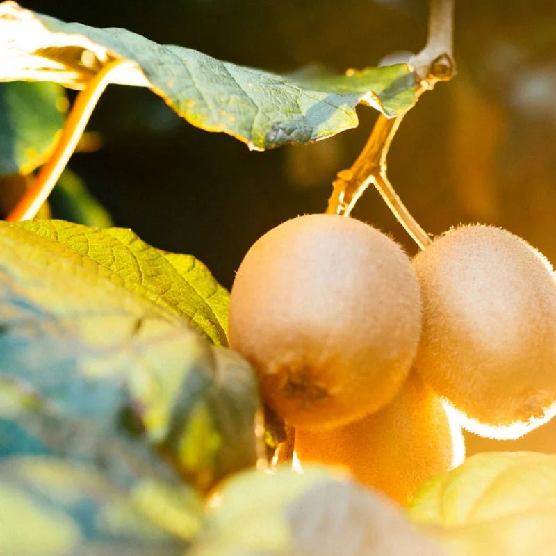 Vinanza Grape and Kiwi