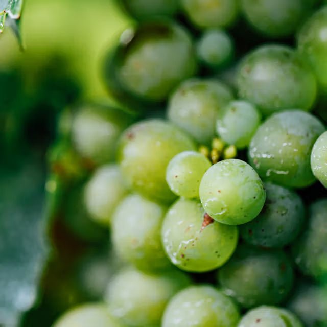 Vinanza Grape