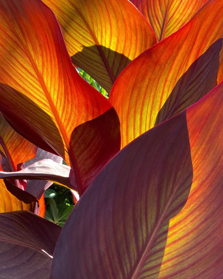 Ambre Nomade Extrait de Parfum Mood Leafes