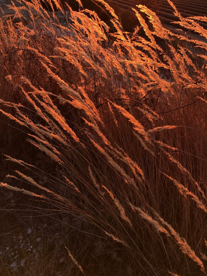 Ambre Nomade Extrait de Parfum Mood Gras