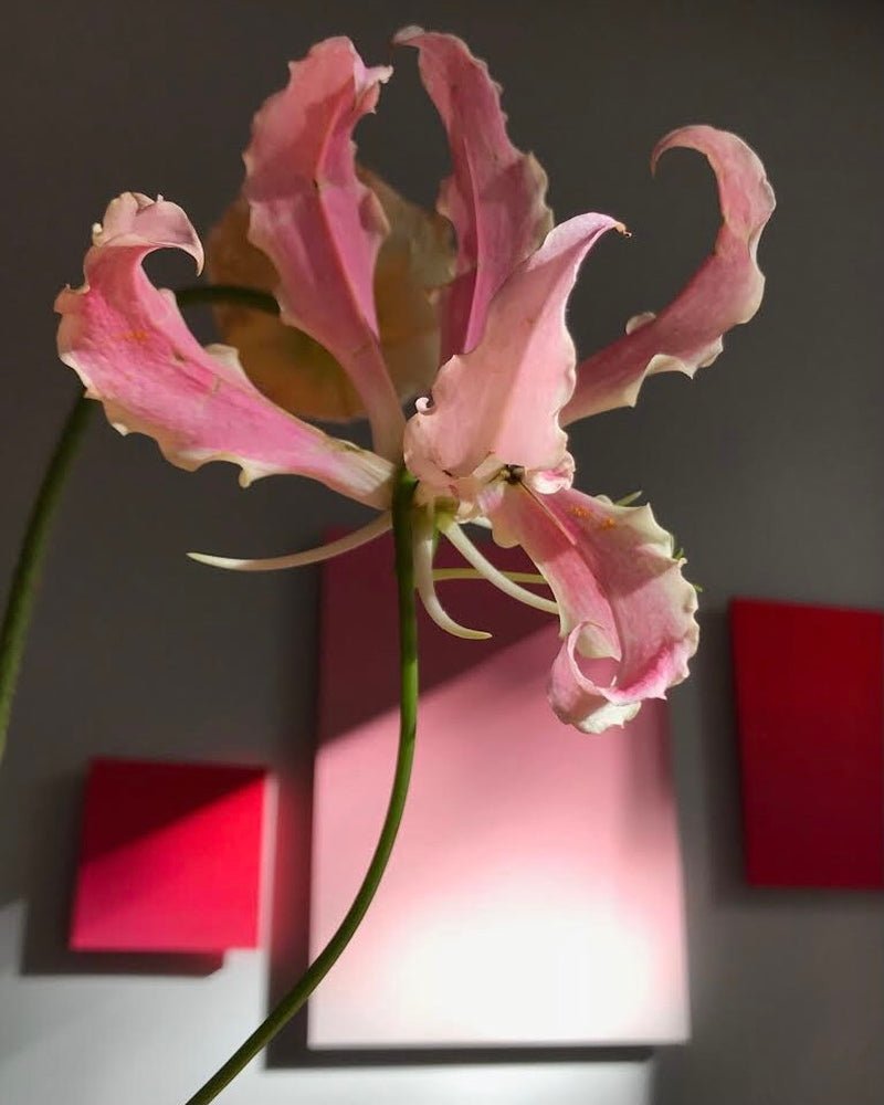 Élixir Absolu Extrait de Parfum Mood Flower