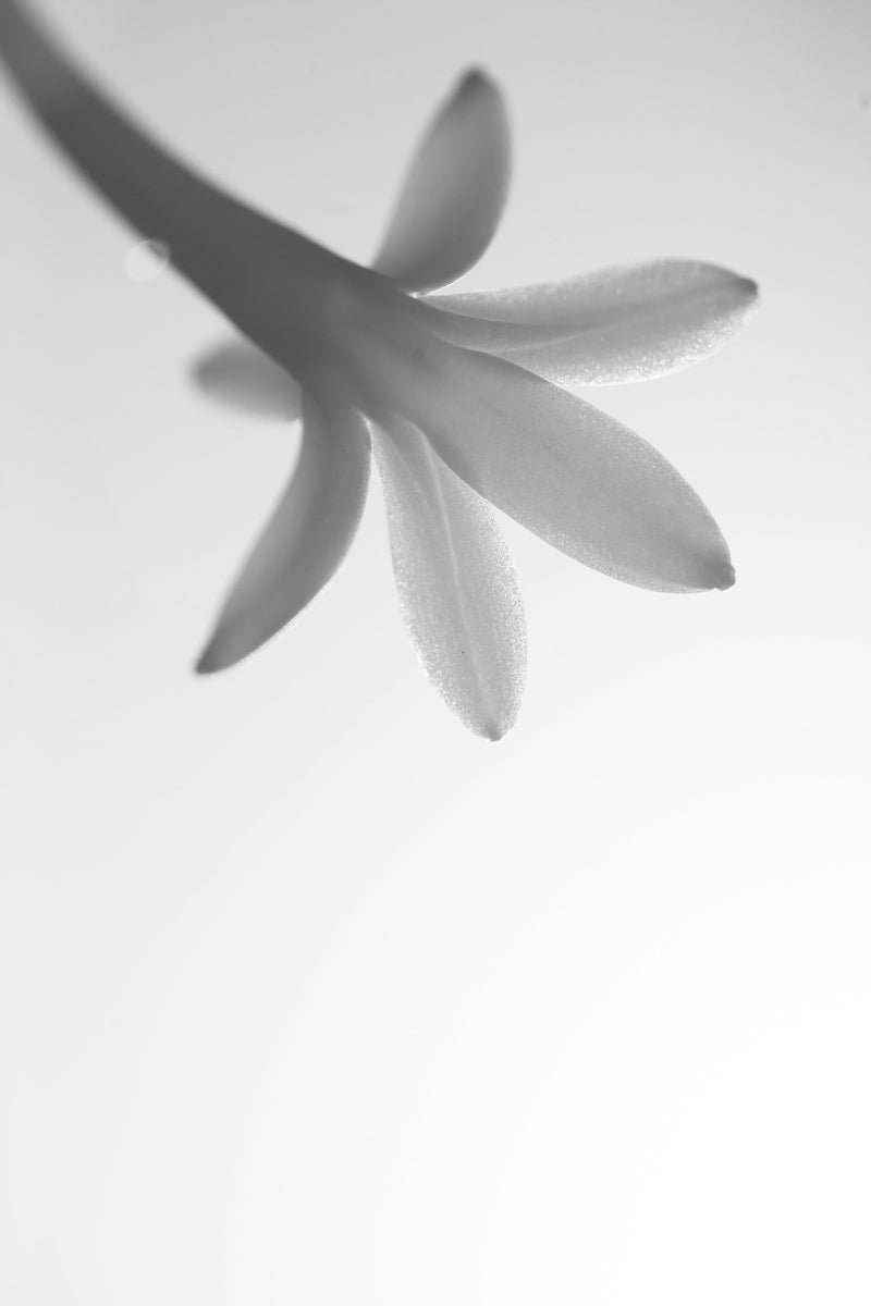 Élisire Extrait Blanc Mood 5