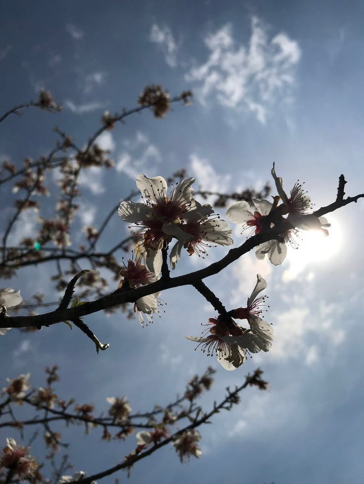 Jasmin Paradis Extrait de Parfum Mood Nature