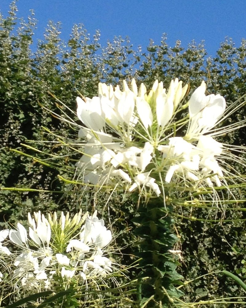 Jasmin Paradis Extrait de Parfum Mood Plant