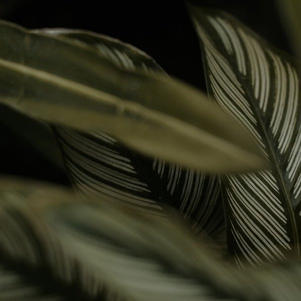 Frau Tonis Pafum Duft No 18 Bogota Berlin - Plants