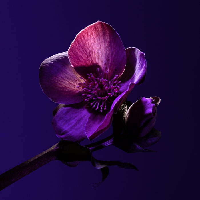 Greenborn Deodorant Gentle Man Mood Flower