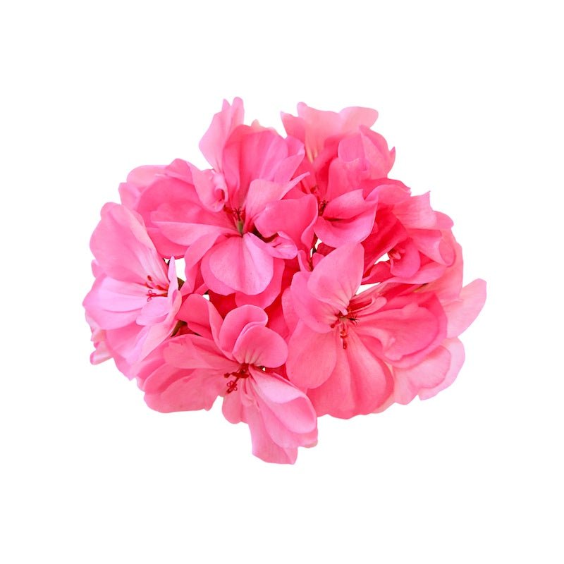 Henné Organics Blomma Luxury Hand Cream - Blomma