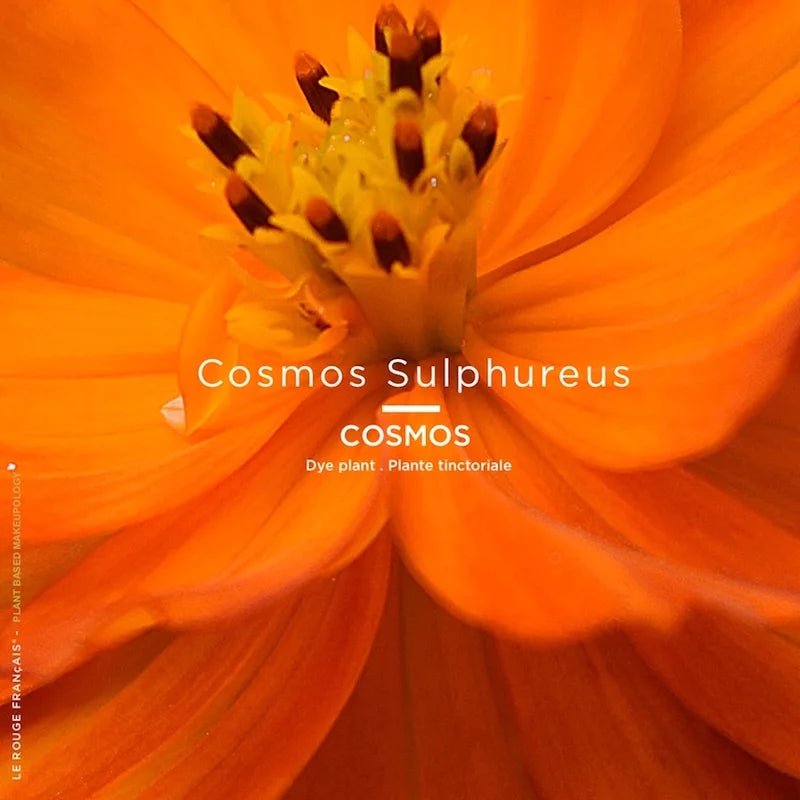 Le Rouge Français Lipstick 034 Le Nude Astera - Pigment