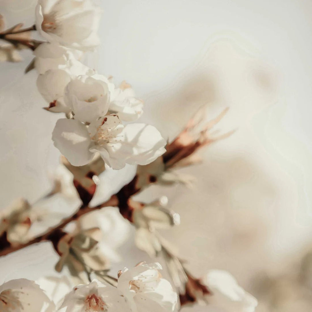 Looops Blütezeit Duftkerze - Mood Blüten