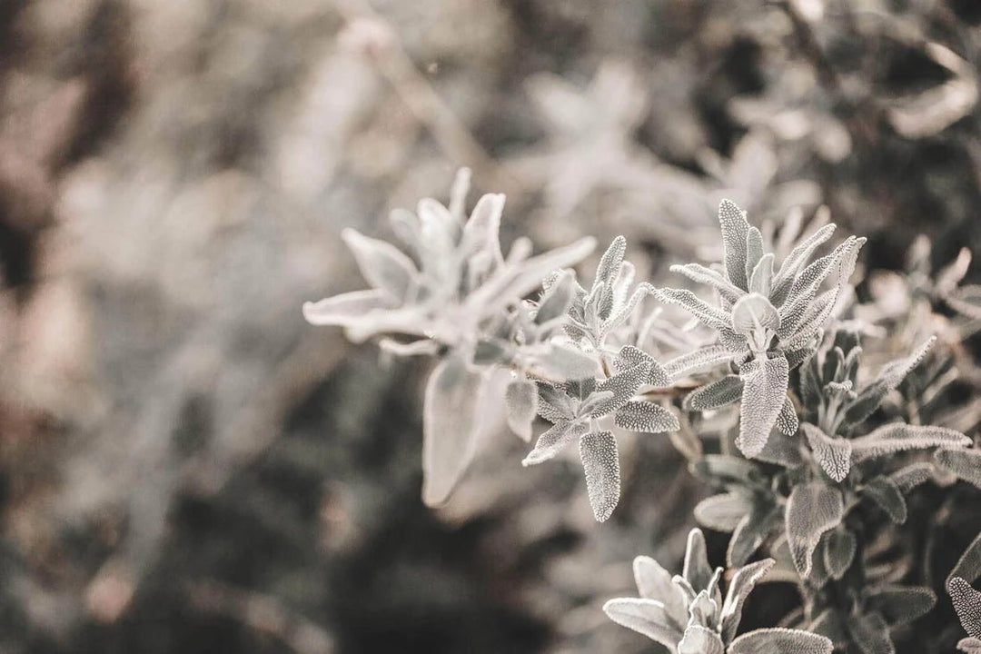 Looops Wildkräuter Duftkerze - Salbei