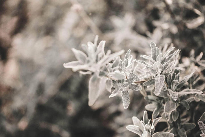 Looops Wildkräuter Duftkerze - Salbei