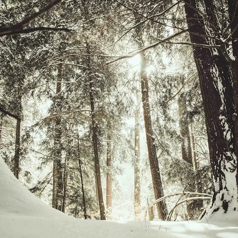 Winterzeit Dufkerze Limitierte Winteredition Mood