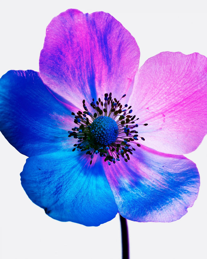 Manasi 7 All Over Shine Kaito _ Art