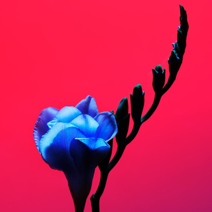 Eye Glow Colour Ochaya Mood