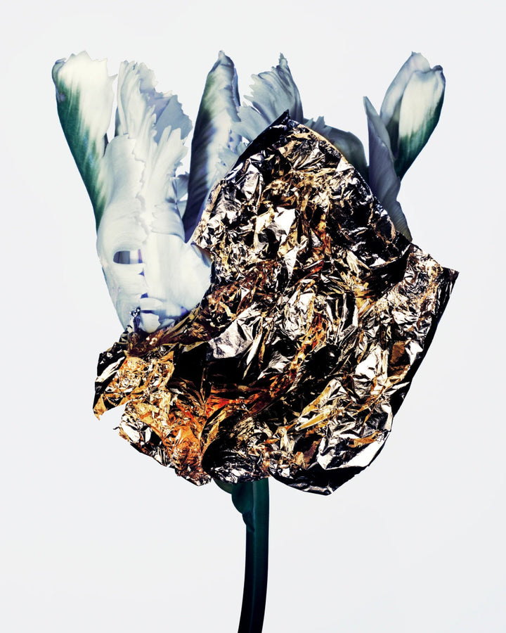 Manasi 7 Strobelighter Elysian - art