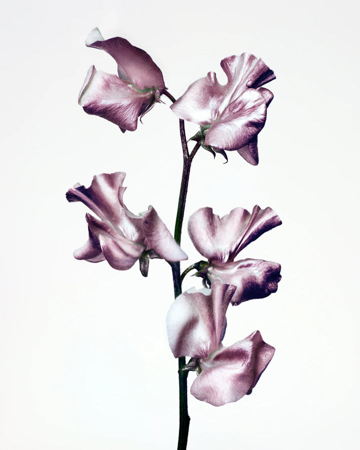 Manasi 7 Strobelighter Sunsubiro Mood