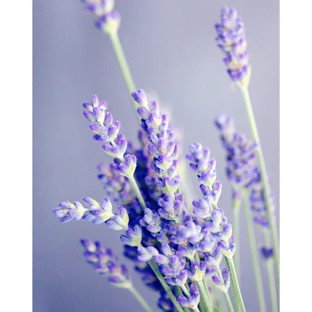 Merme Berlin Facial Relaxing Mist Lavender