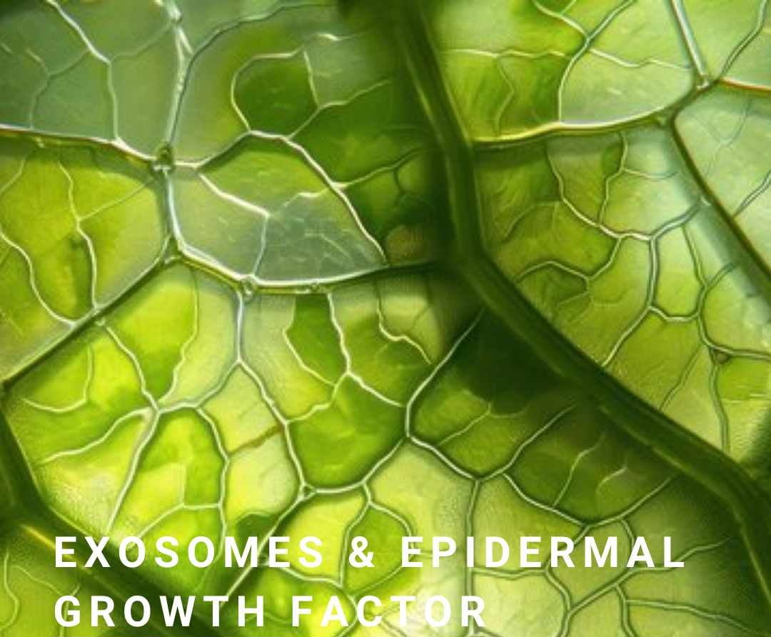 Naya Exo Timeless ReGen Serum - Exosome