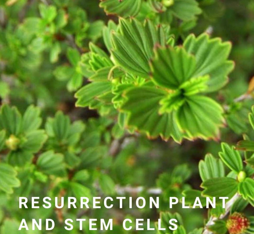 Naya Exo Timeless ReGen Serum - Stem Cells