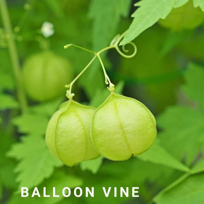 Exosomes | Gentle Bliss Gel Cleanser Balloon Vine