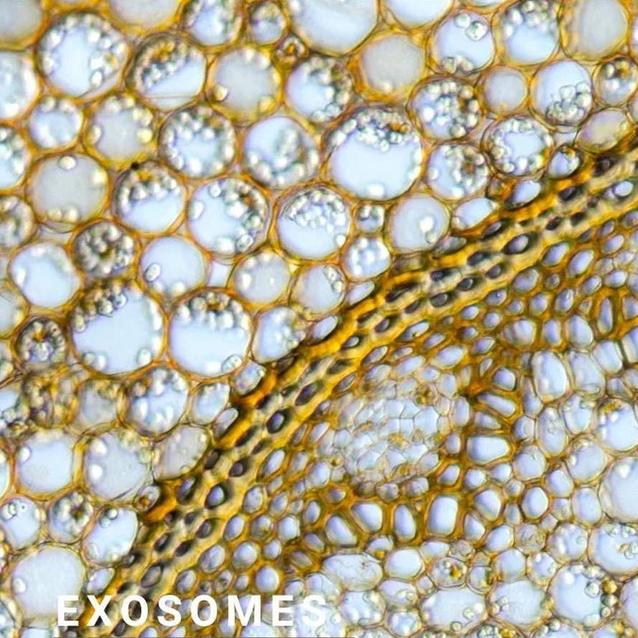 Exosomes | Gentle Bliss Gel Cleanser Exosomes