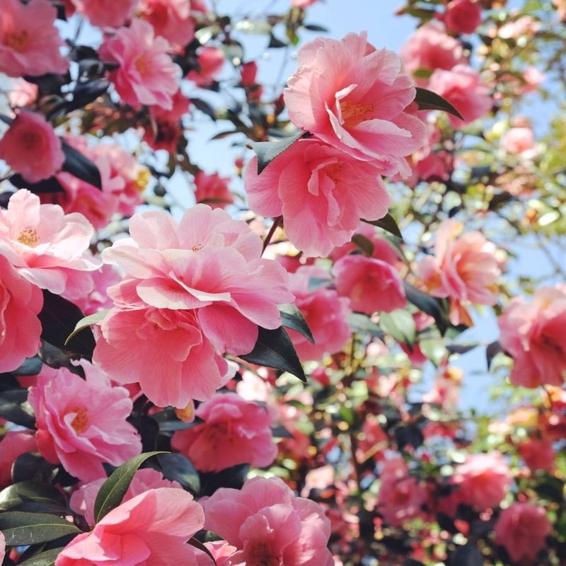 Grow & Shine Hair Treatment Elixir - Nature