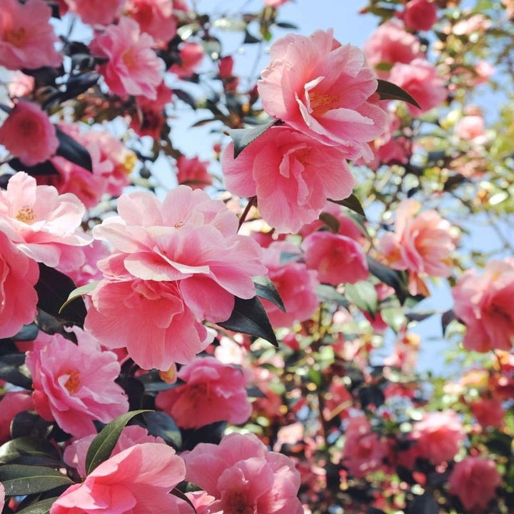 Grow & Shine Hair Treatment Elixir - Nature