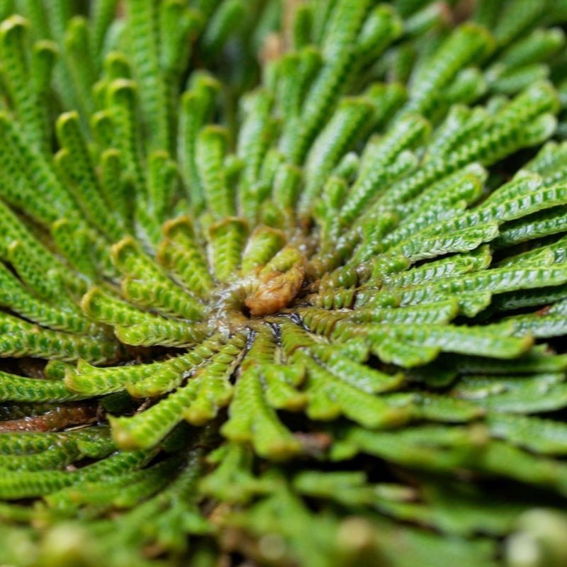 Smooth & Repair Hair Shampoo Zutaten 3