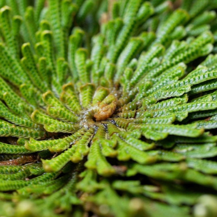 Smooth & Repair Hair Shampoo Zutaten 3