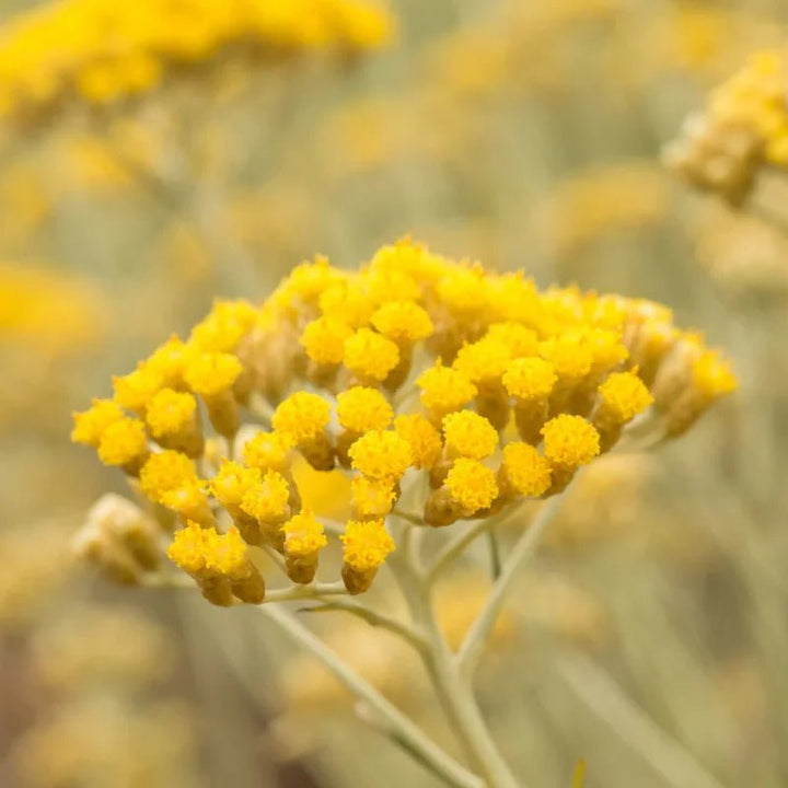 Oden French Immortelle Oil - Immortelle