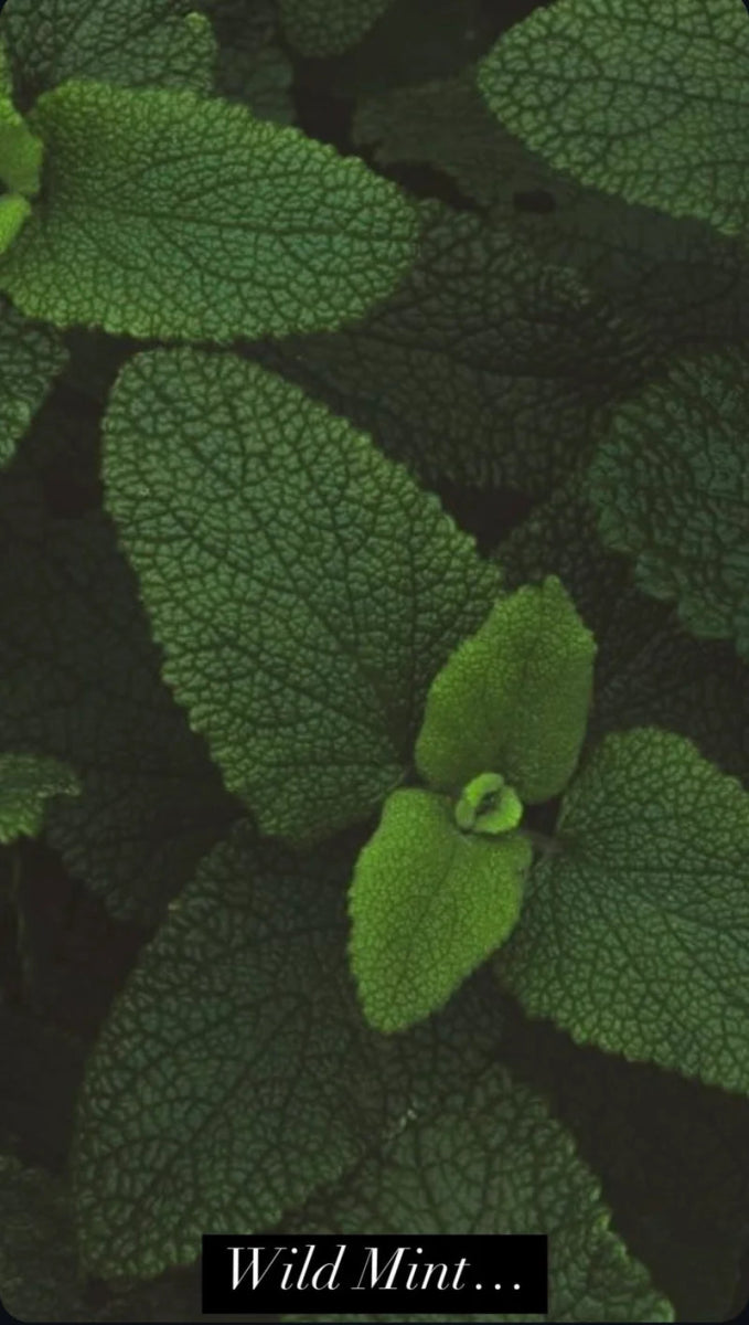 RAAW Alchemy The Minted Fig Diffuser - Wilde Minze