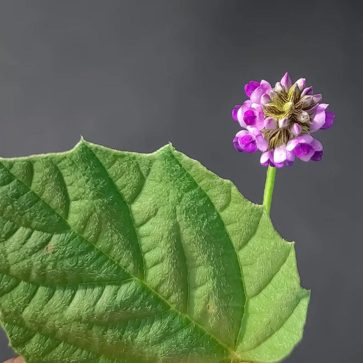 The Glow Rich Cream - Bakuchi-Pflanze