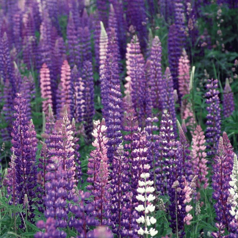 The Glow Rich Cream - Lupine