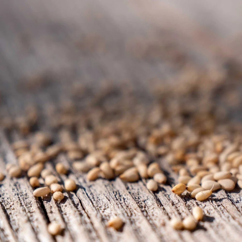 C3 - Fève Tonka Sésame - Blanda Beauty