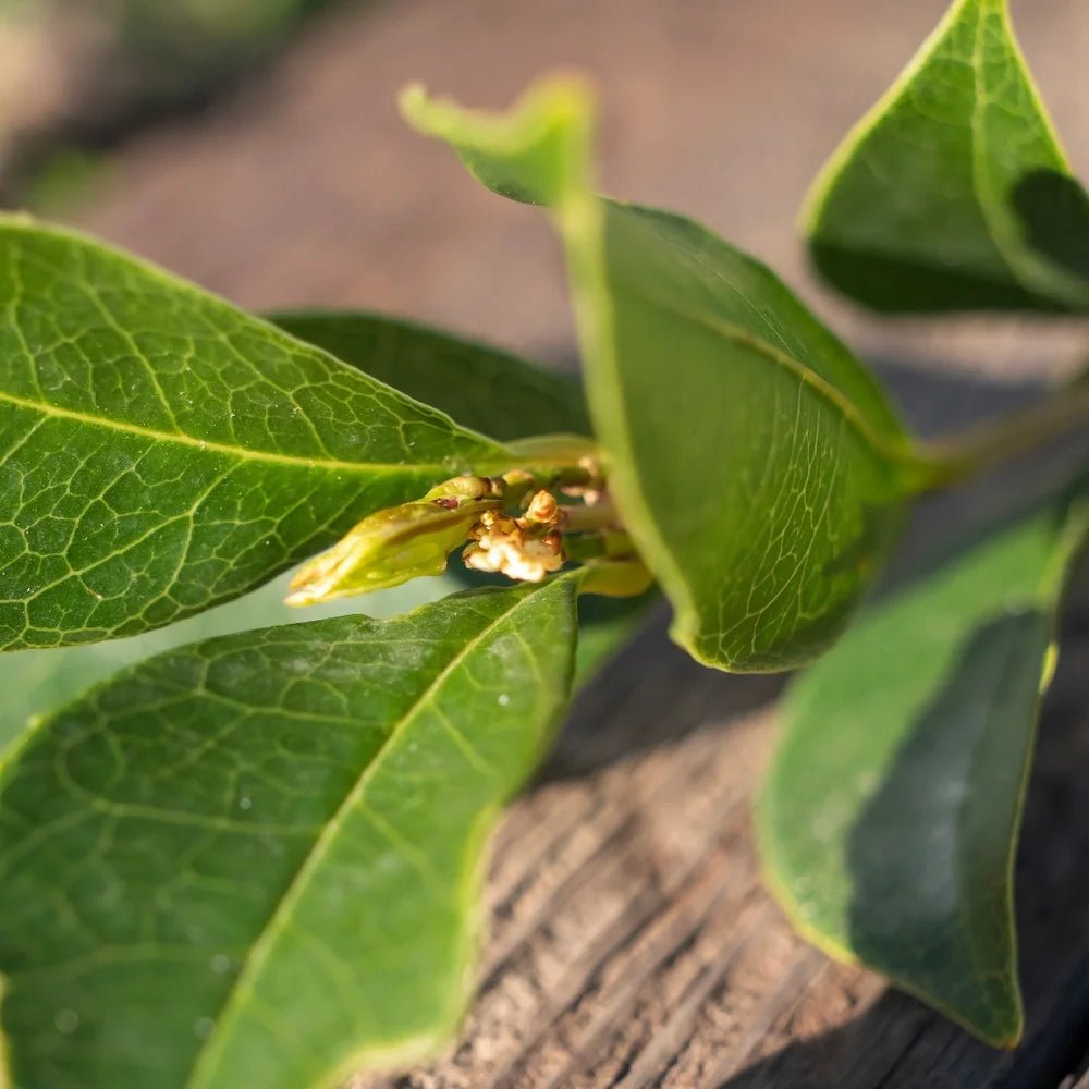 C4 - Oud Osmanthus - Blanda Beauty