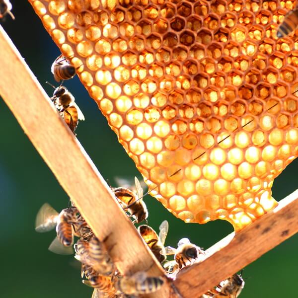 Antipodes Baptise H20 Ultra-Hydrating Water Gel - Manuka Honey