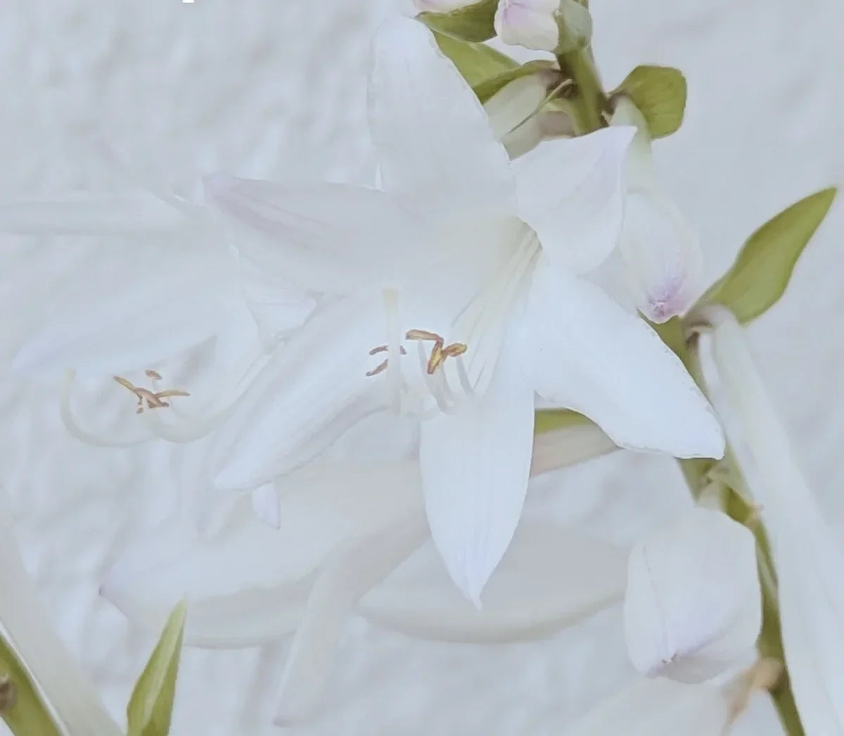 Moderne Florale Parfums