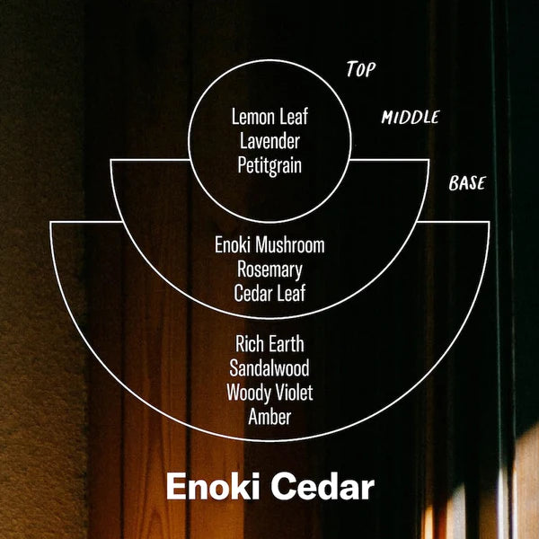 Profilo del profumo di cedro Enoki della linea Alchemy