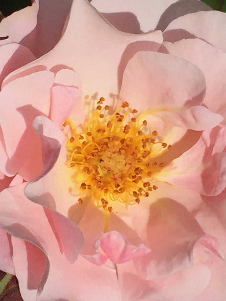 Poudre Désir Extrait de Parfum Open Flower