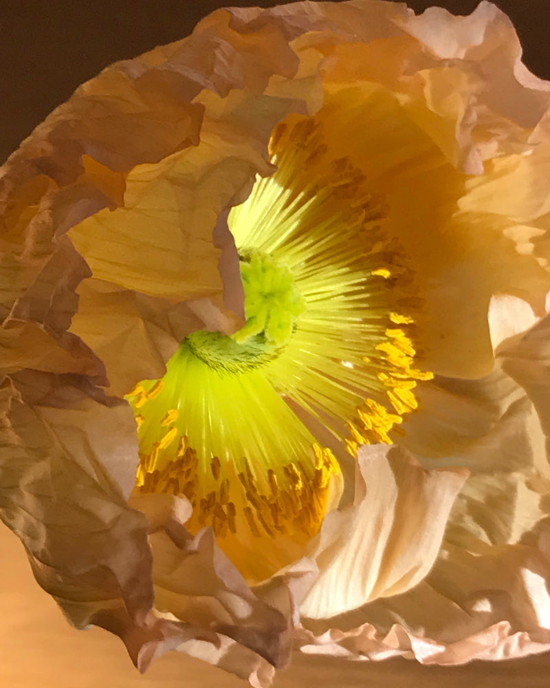 Eau Papaguéna Extrait de Parfum Flower Mood