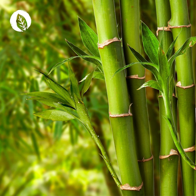 Capsule Innonature per la radice dei capelli in bambù