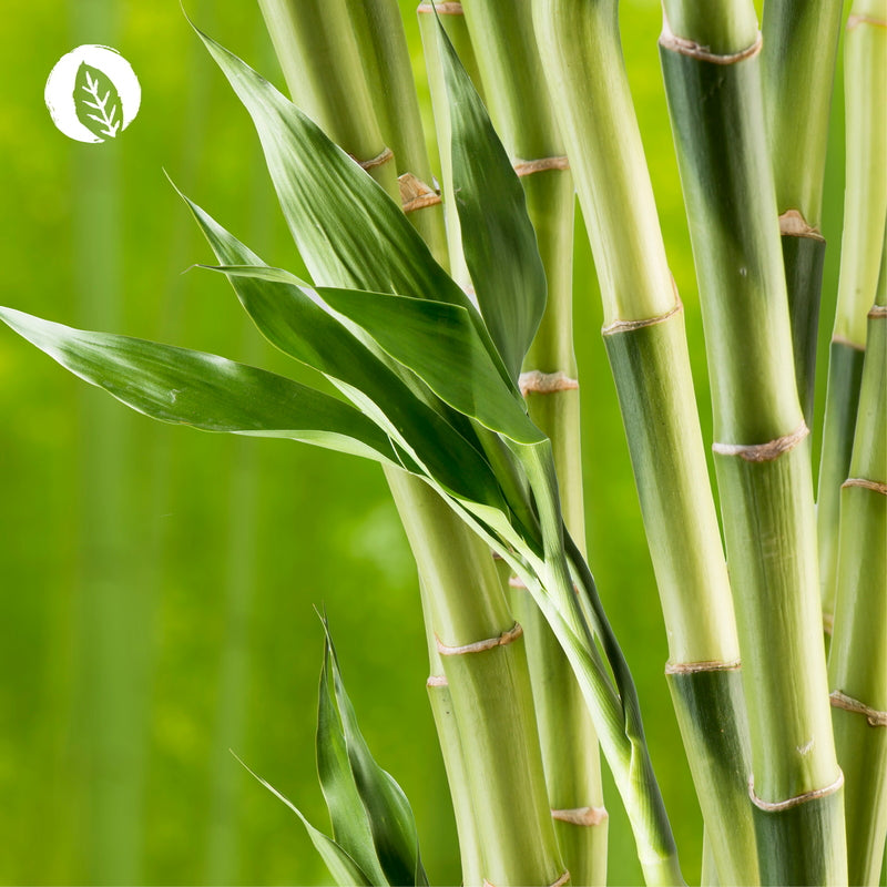 Skin-hair-nails capsules bamboo extract